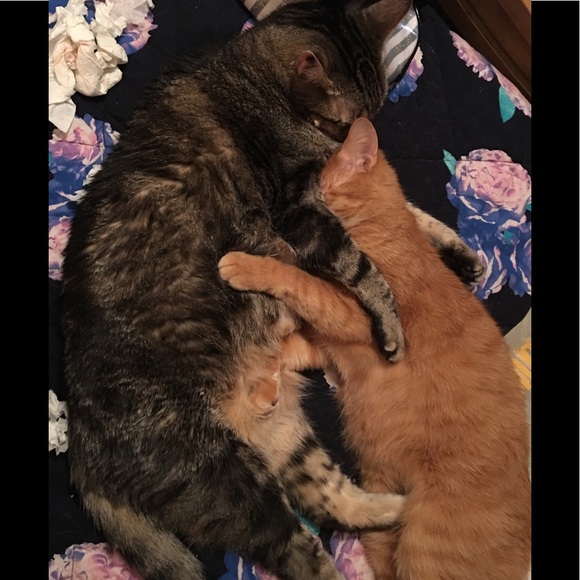 Items: steam cleaned, new and like new condition . - Picture 3 of 6